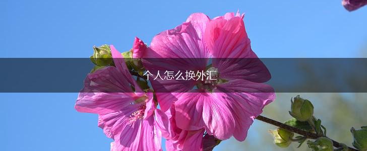 个人怎么换外汇,第1张
