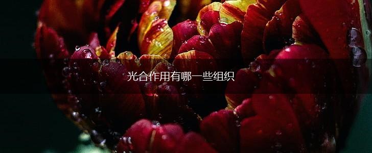 光合作用有哪一些组织,第1张