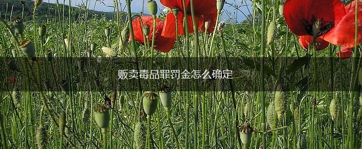 贩卖毒品罪罚金怎么确定,第1张