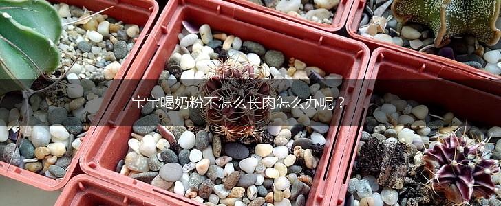 宝宝喝奶粉不怎么长肉怎么办呢？,第1张