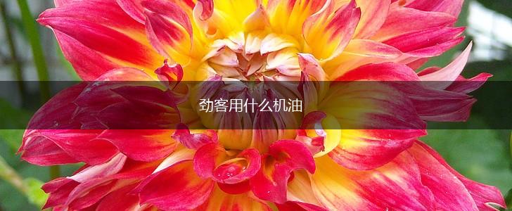 劲客用什么机油,第1张