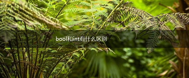 bool和int有什么区别,第1张