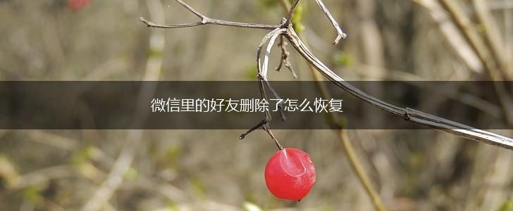 微信里的好友删除了怎么恢复,第1张