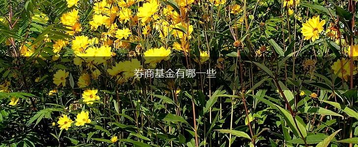 券商基金有哪一些,第1张