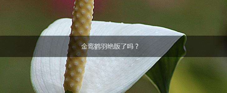 金鸾鹤羽绝版了吗？,第1张