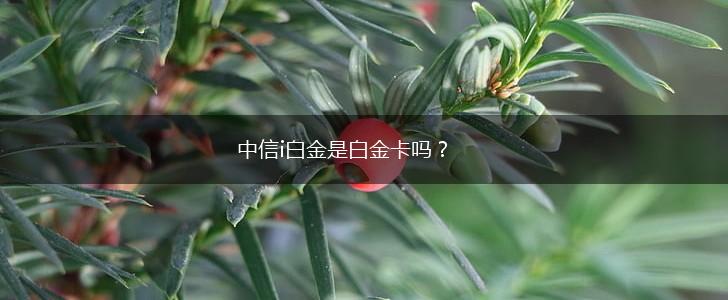 中信i白金是白金卡吗？,第1张