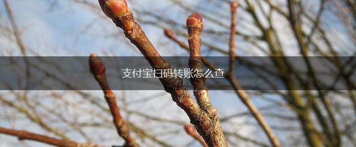 支付宝扫码转账怎么查,第1张