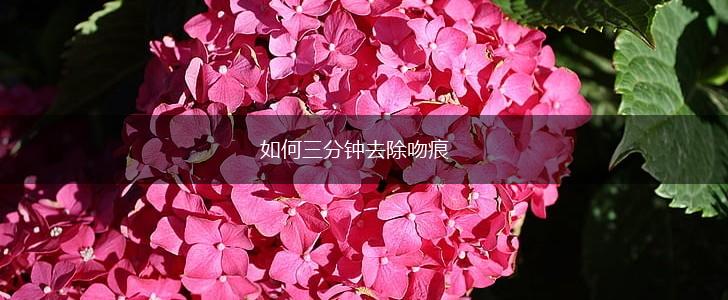 如何三分钟去除吻痕,第1张