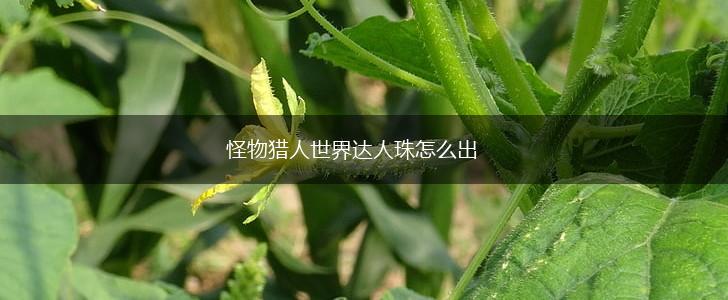 怪物猎人世界达人珠怎么出,第1张