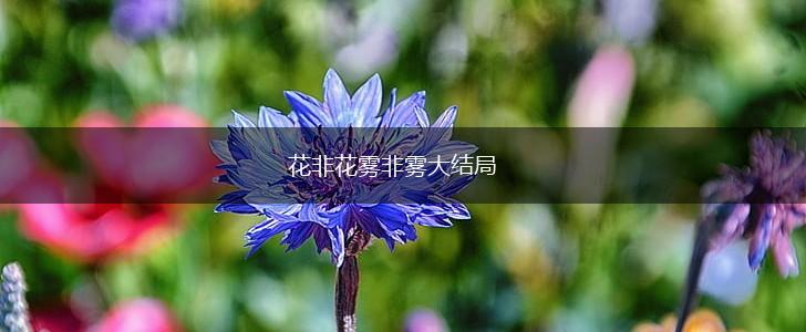 花非花雾非雾大结局,第1张