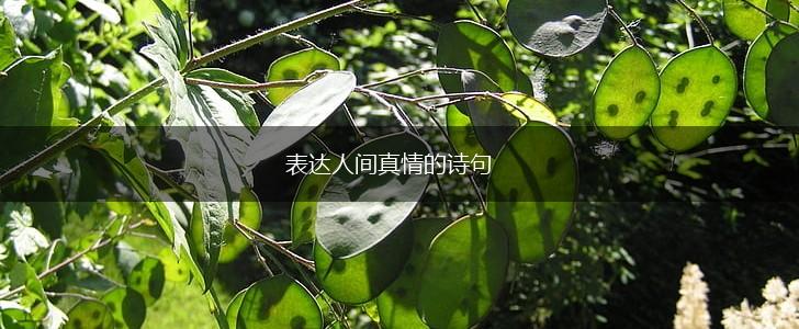 表达人间真情的诗句,第1张