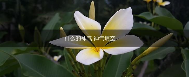 什么的神气 神气填空,第1张