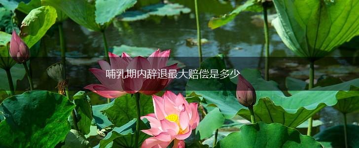 哺乳期内辞退最大赔偿是多少,第1张 哺乳期内辞退最大赔偿是多少,第1张