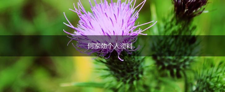 何家劲个人资料,第1张