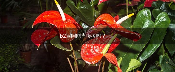 b2驾照能直接考吗？,第1张