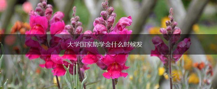 大学国家助学金什么时候发,第1张