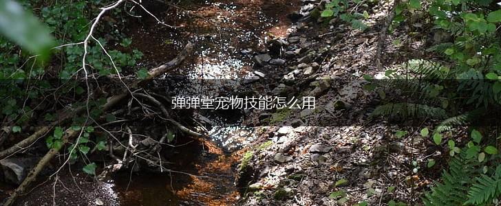 弹弹堂宠物技能怎么用,第1张