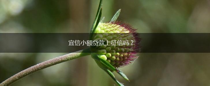 宜信小额贷款上征信吗？,第1张
