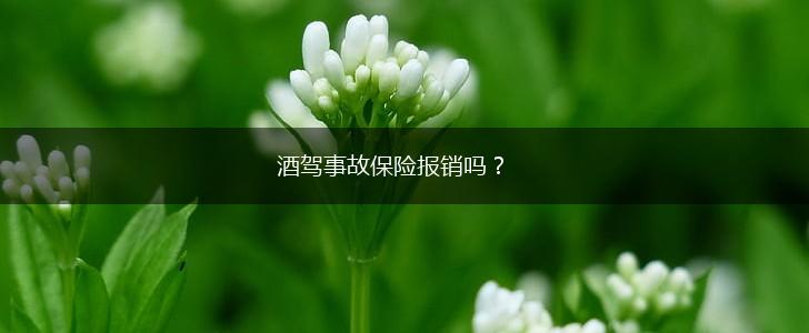 酒驾事故保险报销吗？,第1张