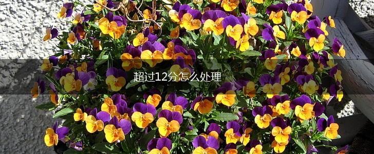超过12分怎么处理,第1张