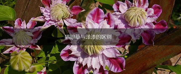 猫眼草与泽漆的区别,第1张