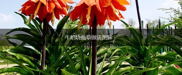 牛奶烧仙草做法图解,第1张