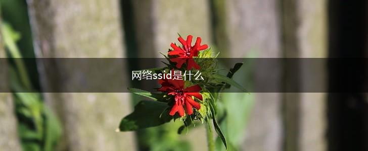 网络ssid是什么,第1张