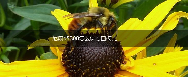 尼康d5300怎么调黑白模式,第1张