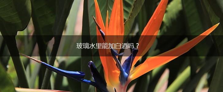 玻璃水里能加白酒吗？,第1张