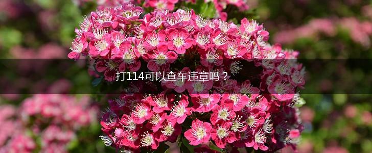 打114可以查车违章吗？,第1张