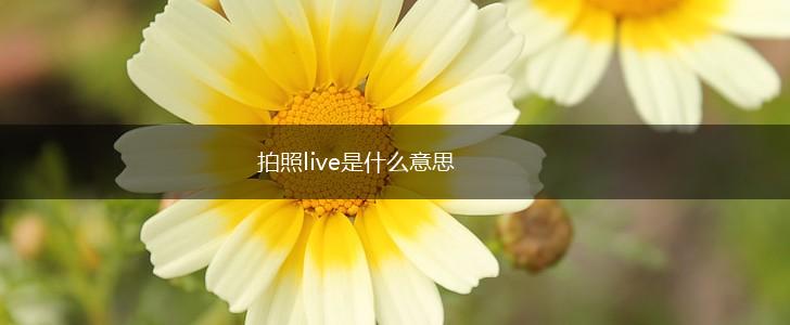拍照live是什么意思,第1张