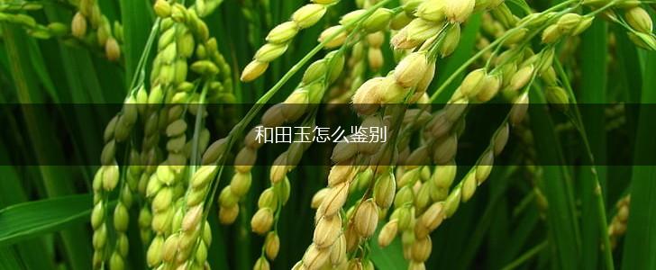 和田玉怎么鉴别,第1张