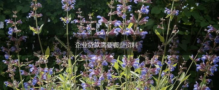 企业贷款需要哪些资料,第1张