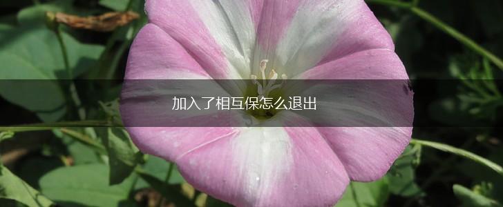 加入了相互保怎么退出,第1张