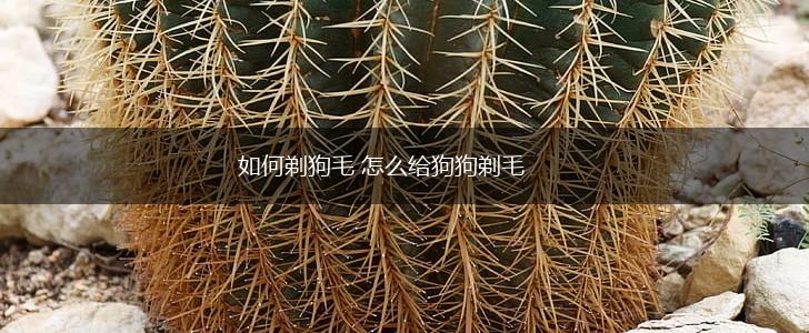 如何剃狗毛 怎么给狗狗剃毛,第1张