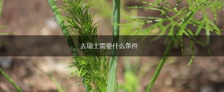 去瑞士需要什么条件,第1张