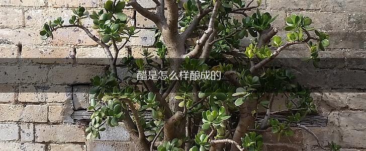 醋是怎么样酿成的,第1张