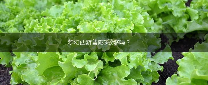 梦幻西游普陀3敏够吗？,第1张