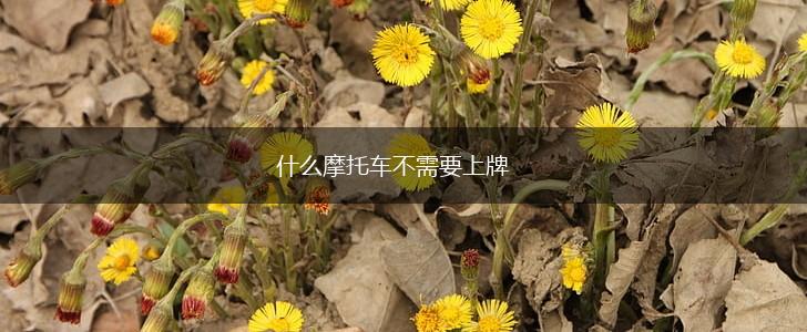 什么摩托车不需要上牌,第1张
