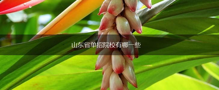 山东省单招院校有哪一些,第1张
