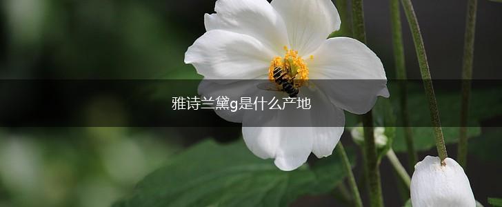 雅诗兰黛g是什么产地,第1张
