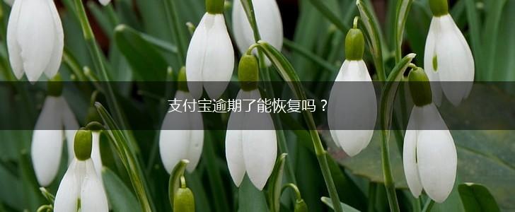 支付宝逾期了能恢复吗？,第1张