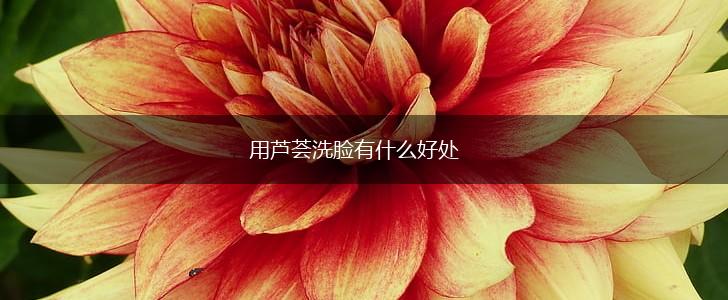 用芦荟洗脸有什么好处,第1张 用芦荟洗脸有什么好处,第1张