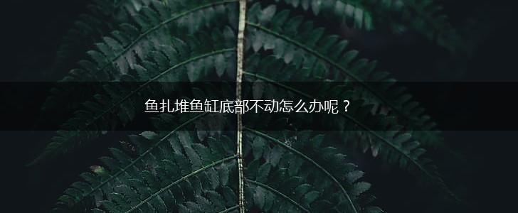 鱼扎堆鱼缸底部不动怎么办呢？,第1张