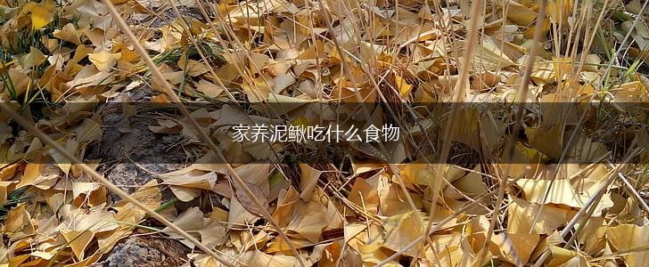 家养泥鳅吃什么食物,第1张