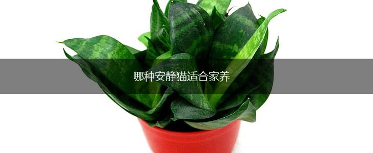 哪种安静猫适合家养,第1张