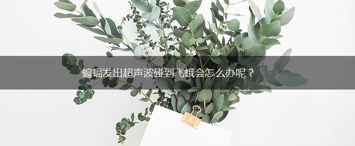 蝙蝠发出超声波碰到飞蛾会怎么办呢?,第1张 蝙蝠发出超声波碰到飞蛾会怎么办呢?,第1张