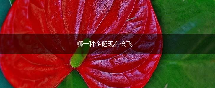 哪一种企鹅现在会飞,第1张