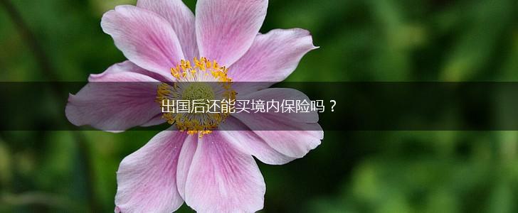 出国后还能买境内保险吗？,第1张