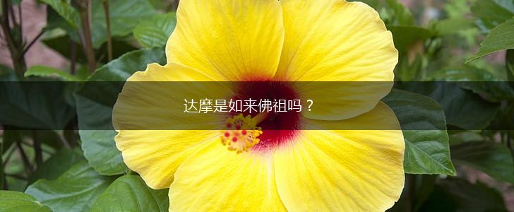 达摩是如来佛祖吗？,第1张